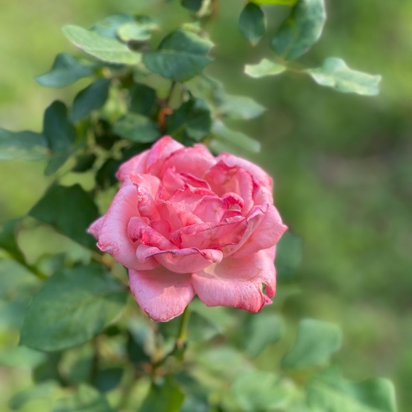 sugar scrubs gift pkg w essential oils, for mom, sis, daughter, etc, custom - Picture 2 of 16